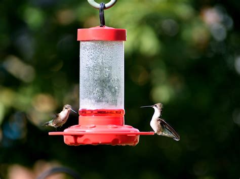 The Best Hummingbird Feeder You Can Choose for Your Garden - Garden and ...