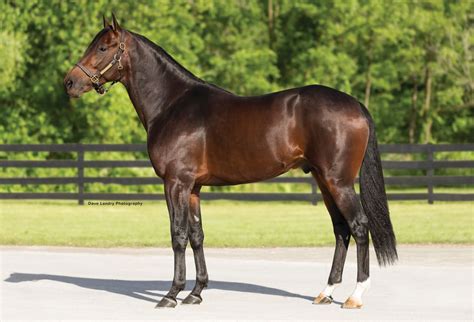 First crop by world’s fastest standardbred on offer - Harnesslink