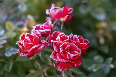 How To Winterize Rose Bushes