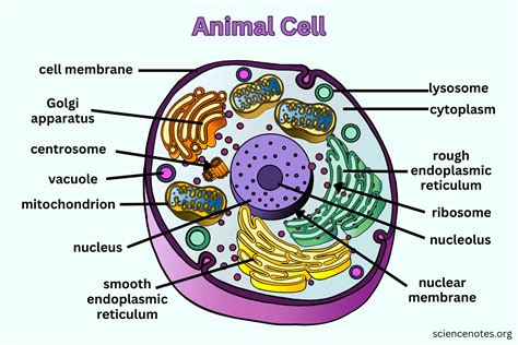 Animal Cell - Diagram, Organelles, and Characteristics