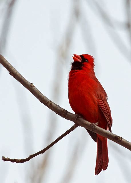 Singing Male Cardinal | Flickr - Photo Sharing!