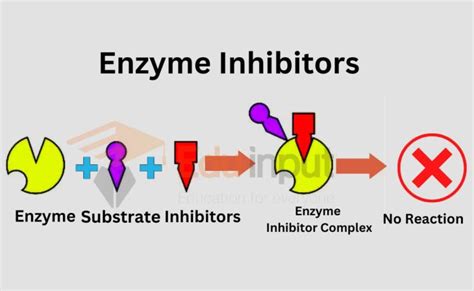 Enzyme Inhibitors-Definition, Types and Examples