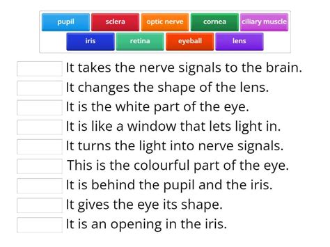 Parts of the eye and their functions - Match up