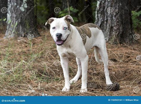 American Bulldog Pitbull Mix Dog with One Blue Eye Stock Image - Image ...