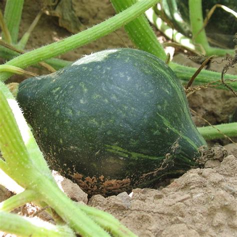 Green Hubbard Squash