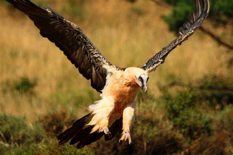 Pyrenees: Wildlife, Birds, Landscapes and Flowers from the Prepyrenees and Guara (Aragon ...