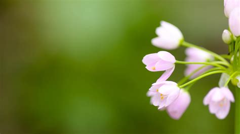 wallpaper flower, blur, background HD : Widescreen : High Definition ...