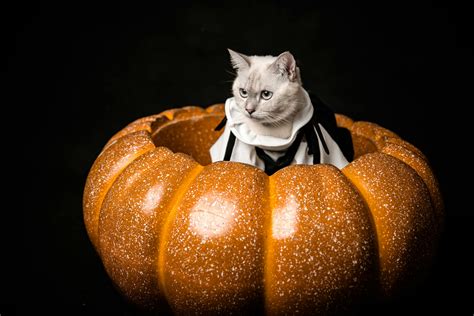 Halloween Black Cats Photos, Download The BEST Free Halloween Black ...