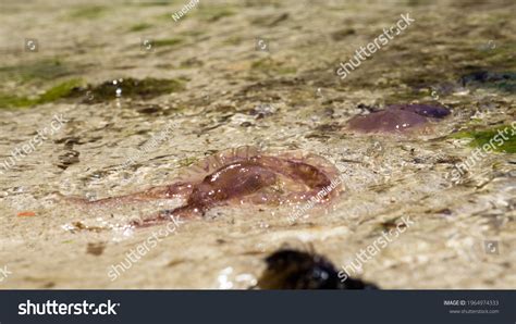 Calavera Portuguesa Jellyfish On Sand Stock Photo 1964974333 | Shutterstock