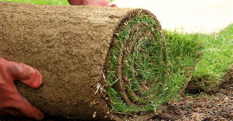 How To Lay Grass | Storables