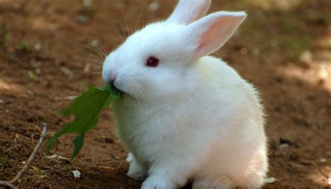 Top 10 Best Small Rabbit Breeds to Keep as Pets