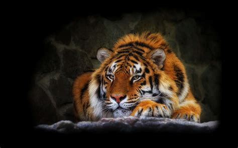 Animated Tiger Wallpaper - WallpaperSafari