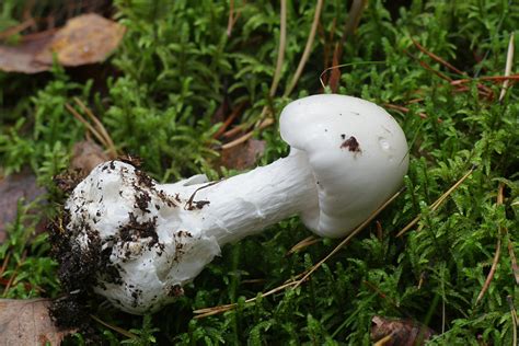 5 Poisonous Mushrooms to Avoid | Outdoor Life