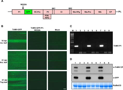 Mutagenic disruption of the GW-motif in P1 cistron is lethal to... | Download Scientific Diagram