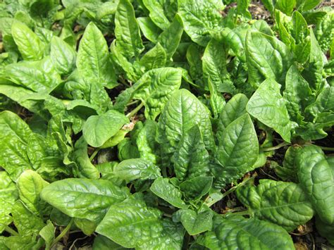 Planting Spinach Growing Fall Spinach | The Old Farmer's Almanac