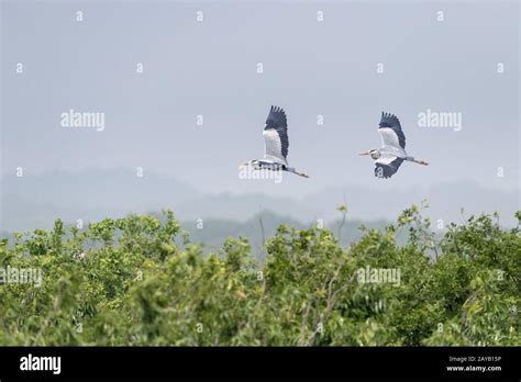 grey heron flying Stock Photo - Alamy