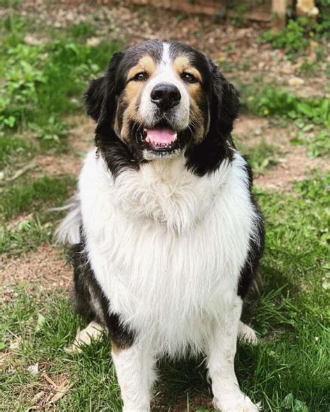 40 Bernese Mountain Dog Mixes You'll Love!