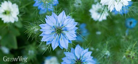 10 Quick Blooming Flowers to Grow from Seed