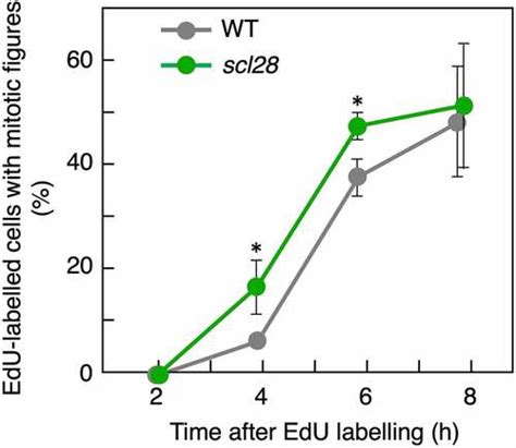 Full article: MYB3R-SCL28-SMR module with a role in cell size control negatively regulates G2 ...