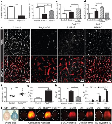 Pericytes regulate the blood–brain barrier | Nature