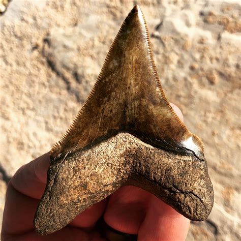 Pin by Paleo Explorer on Fossil Shark Teeth | Shark teeth, Fossil, Shark