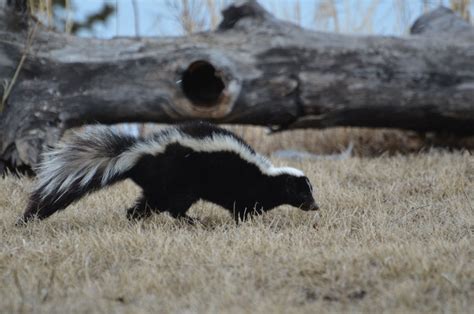 Hinterland Who's Who - Striped Skunk