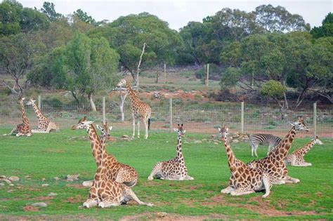 Which Adelaide Wildlife Park to Visit