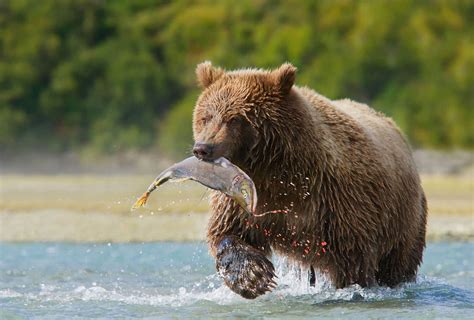 Bear Viewing Homer - Homer Bear Viewing - Bear Viewing Homer Alaska - Homer Alaska Bear Viewing