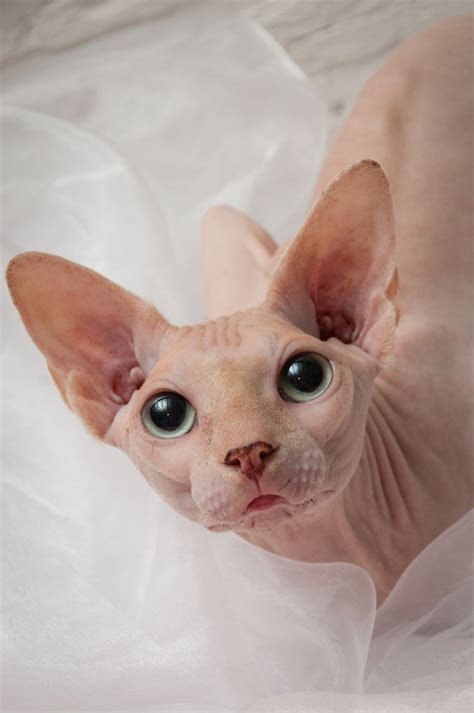 Ramses | Cute hairless cat, Beautiful cats, Sphynx cat