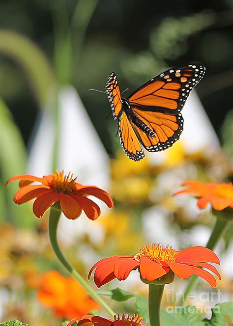 Monarch Butterfly In Flight Photograph by Jack Schultz