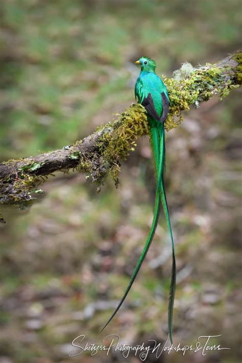 Resplendent Quetzal With Green Tail Feathers - Shetzers Photography