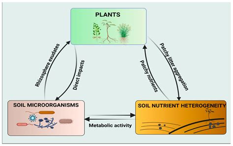 Microorganisms | Free Full-Text | Potential Roles of Soil Microorganisms in Regulating the ...