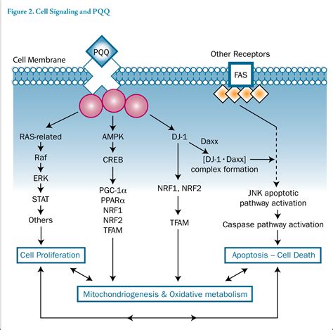 [PDF] Potential physiological importance of pyrroloquinoline quinone. | Semantic Scholar