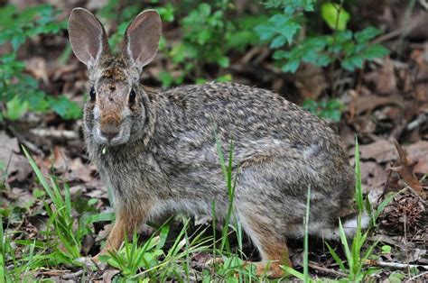 Swamp Rabbit (Sylvilagus aquaticus) | Swamp rabbit, Mammals, Rabbit