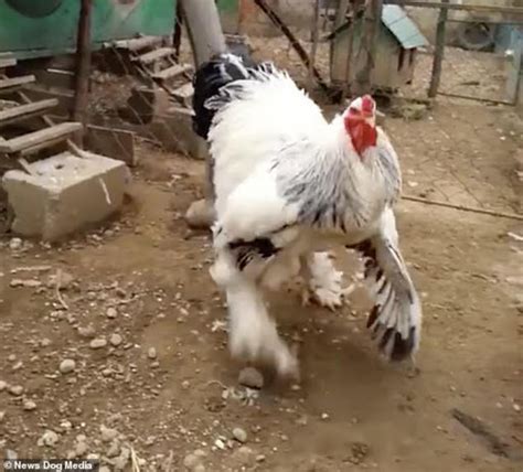 This is the world's biggest chicken (photos and video)