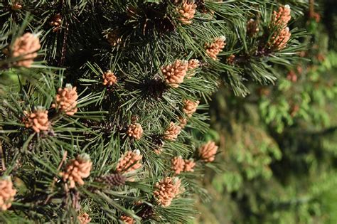 Fir Tree Pine Cones Plant - Free photo on Pixabay - Pixabay