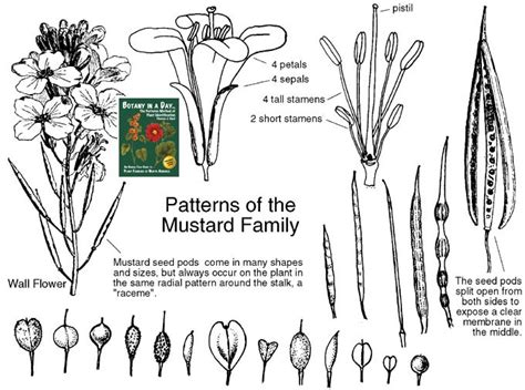 Brassicaceae - Alchetron, The Free Social Encyclopedia