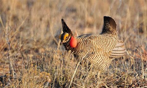 Lesser Prairie Chicken | Defenders of Wildlife