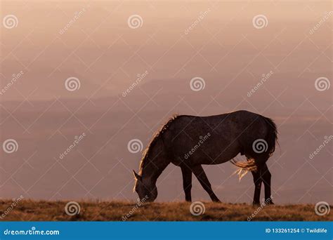 Wild Horse at Sunset stock photo. Image of desert, mustang - 133261254