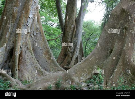 Sycamore fig tree ficus sycamorus hi-res stock photography and images ...