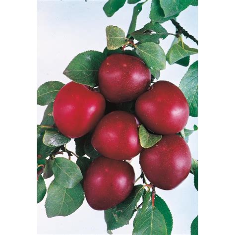 Prunus Salicina 'Methley' Semi-dwarf Tree (L14151) at Lowes.com