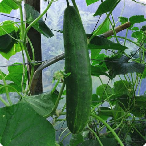 Japanese Climbing Cucumber Seeds - Heirloom Untreated NON-GMO From Canada