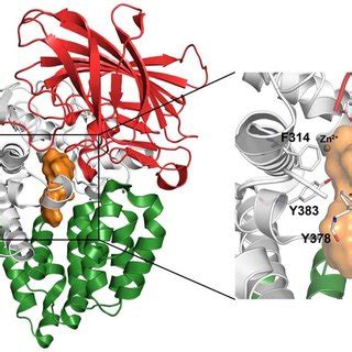 The 3D structure of human LTA4H enzyme. The N-terminal (red), central... | Download Scientific ...