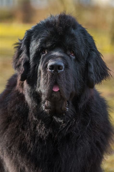 20+ Perfect Newfoundland Dog Names - My Brown Newfies