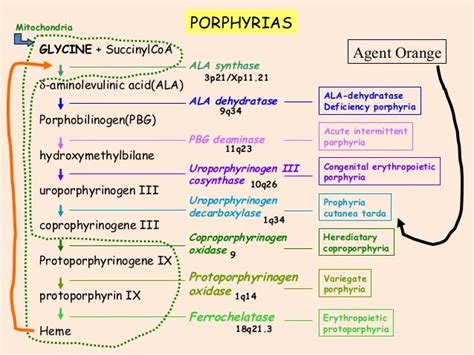 Porphyria