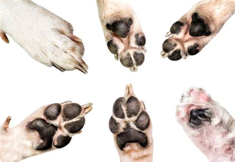 Patte De Chien Banque d'images et photos libres de droit - iStock