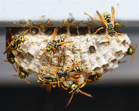 Do fake wasp nests fool wasps? - Science World