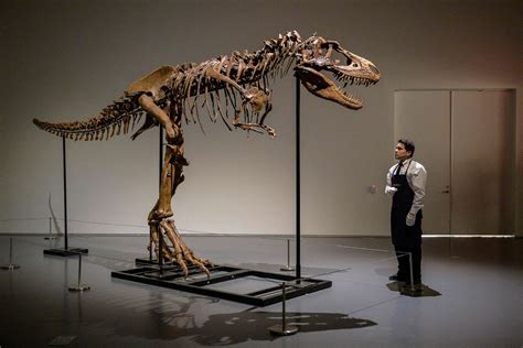 Gorgosaurus Skeleton - $6.1 milllion Picture | Expensive collectibles - ABC News