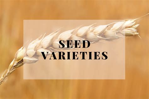 Certified Seed Wheat – Plainsmen Seed