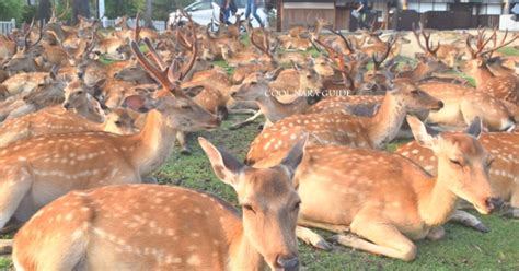 Hundreds of Nara deer congregate for mysterious evening gatherings in ...